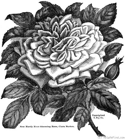 'Clara Barton' Rose