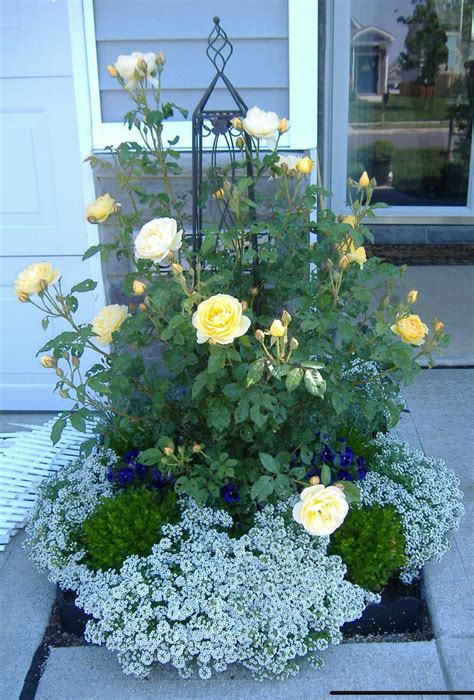David Austin's Graham Thomas Rose with Blue Violas and White Sweet ...
