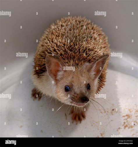 The long-eared hedgehog (Hemiechinus auritus) قنفذ طويل الأذن is native ...