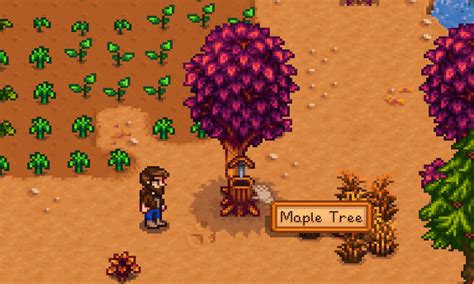Stardew Valley: How to get maple syrup in Stardew Valley - DigiStatement
