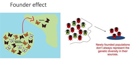 Image result for Genotype Example