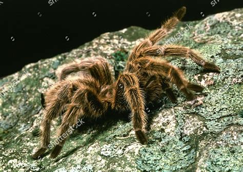 Chilean Rose Haired Tarantula Grammostola Gala Editorial Stock Photo ...