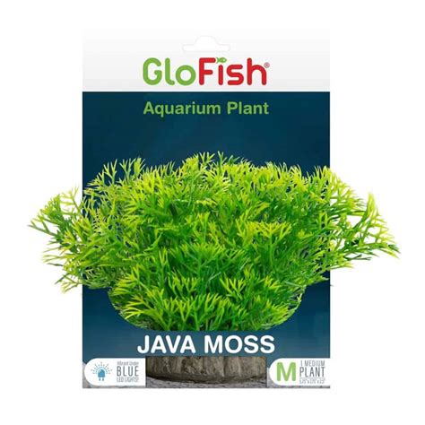 Image result for Best Fish for Java Moss