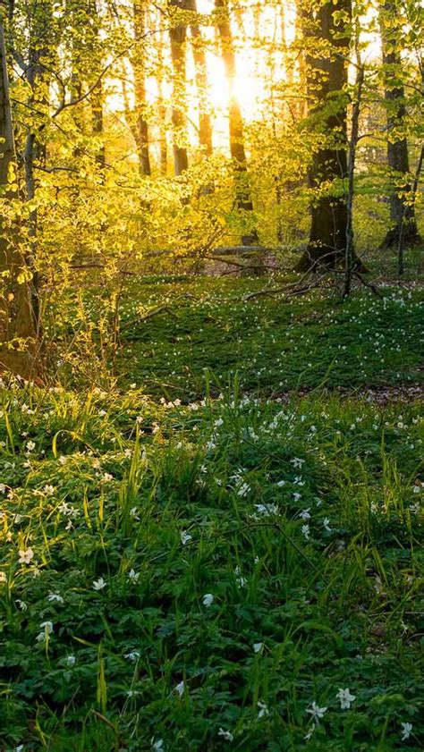 Bing Spring Backgrounds 的图像结果