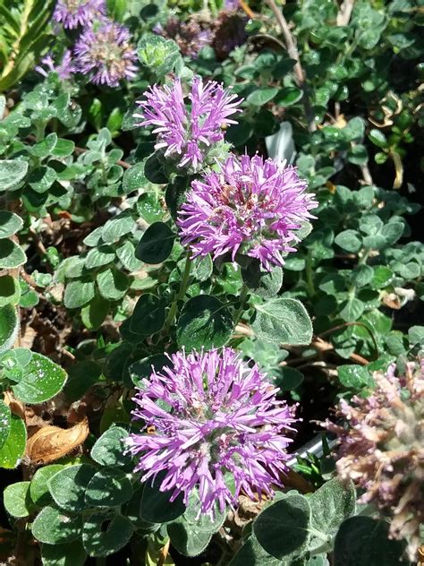 Monardella villosa ssp. franciscana - Linda Vista Native Plants