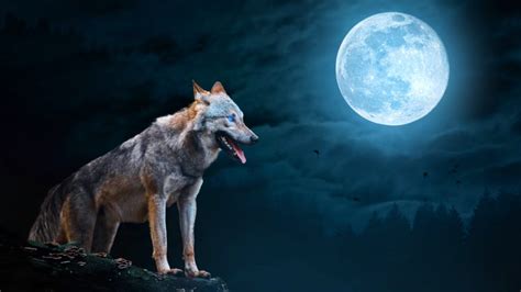 Image result for Wolves Howling Sounds