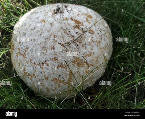 Western Giant Puffball (Calvatia booniana Stock Photo - Alamy