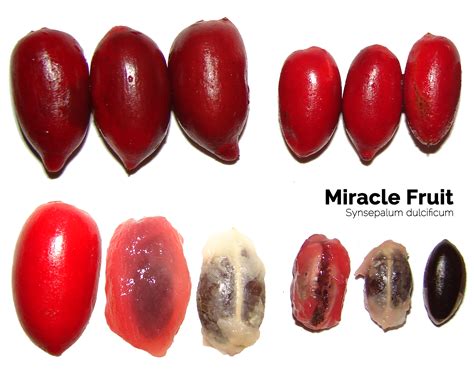 Miracle fruit facts and health benefits - Health Benefits