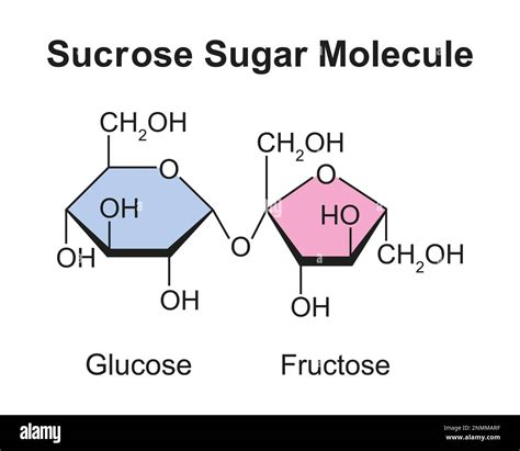Molecular Structure Of Sucrose