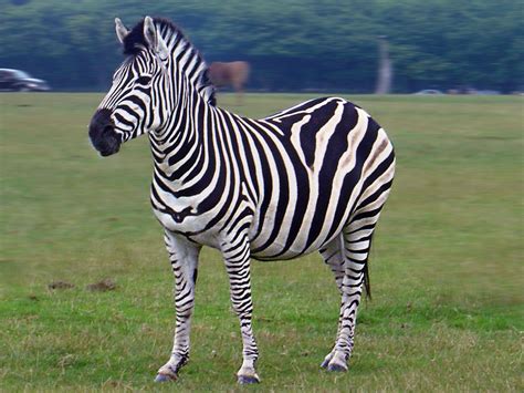 Animal Zebra HD Wallpapers - Wallpaper Cave