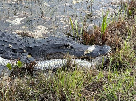 Image result for Python Eat Aligator