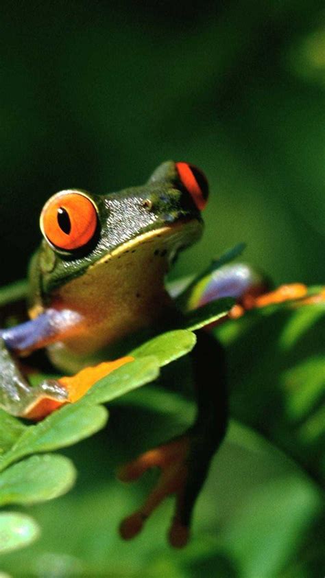 Bing Frog Wallpaper 的图像结果