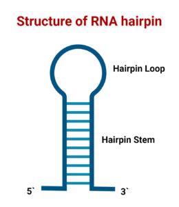 RNA Loop 的图像结果