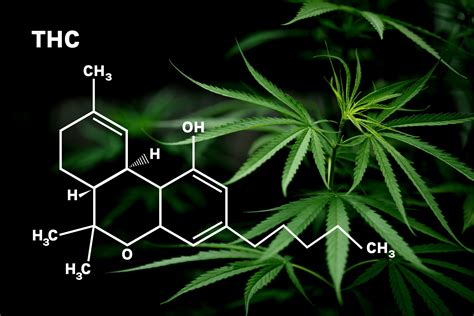 What Is Considered High-THC Cannabis? | Leafy DOC