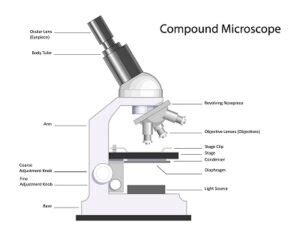 Image result for Compound vs Dissecting Microscope