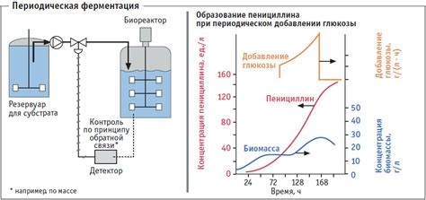Микробная ферментация