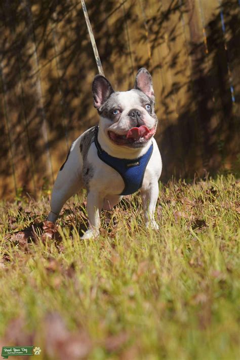 Image result for First Breeding Dogs