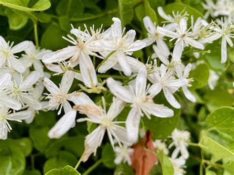 Sweet autumn clematis isn't called "sweet" for nothing but ...