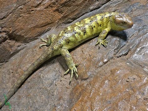 Solomon Island Prehensile-Tailed Monkey-tailed Skink by New England ...