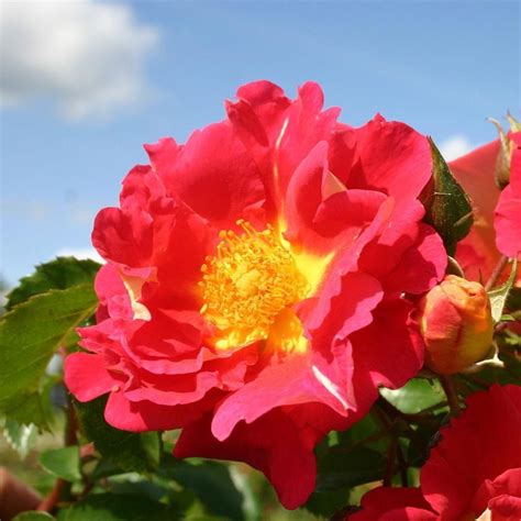 ZXXP Climbing Rose Plant - Bajazzo® Colorful Rose Bush, Climber Roses ...