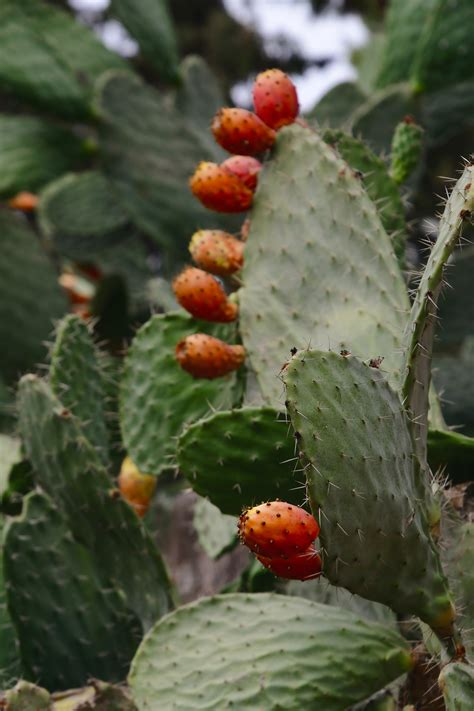 Is Cactus The New Coconut? Benefits of Prickly Pear Cactus Water ...