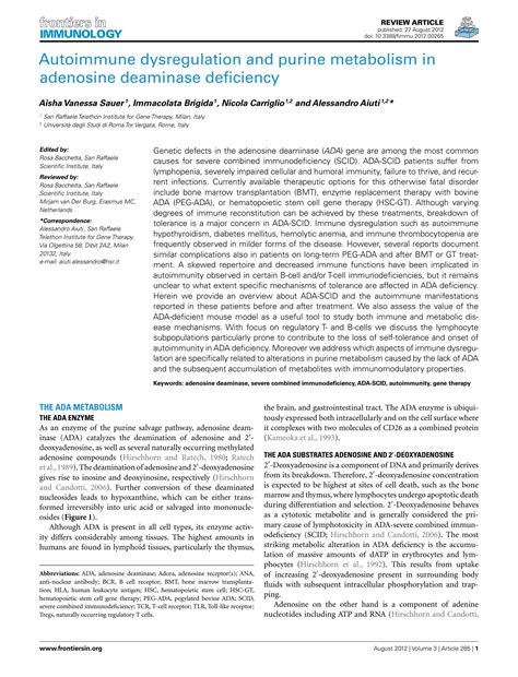 SOLUTION: Autoimmune dysregulation and purine metabolism in adenosine deaminase deficiency ...