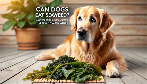 Can Dogs Eat Seaweed? Essential Risks & Healthy Alternatives