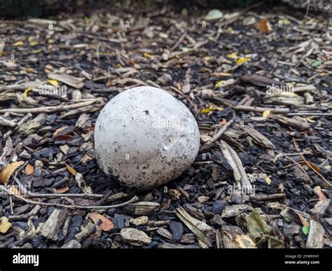 giant puffball (Calvatia gigantea Stock Photo - Alamy