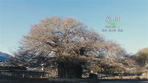科学网—林芝周边一日游（4）：千年桑树 - 徐长庆的博文
