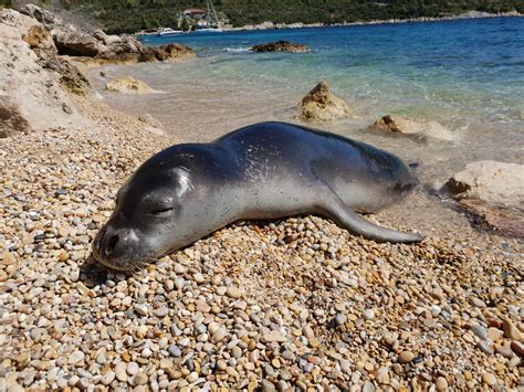 Animal Groups Issue Statements After Seal Bites Tourist in Greece - GreekReporter.com