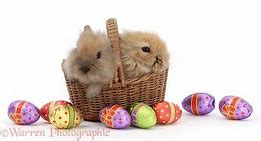 Image result for Baby Bunnies in a Basket