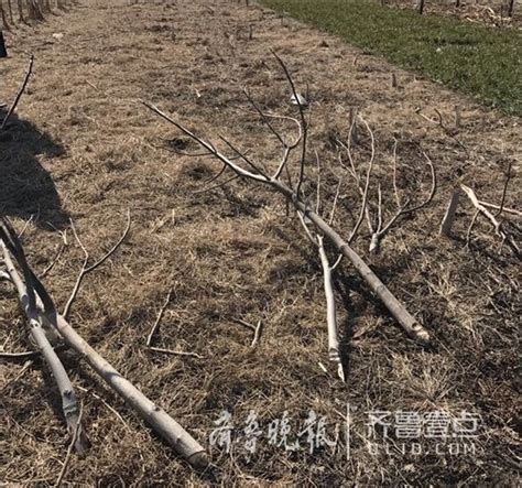 济南村民家800棵果树被砍 疑是附近施工队所为_新浪山东_新浪网