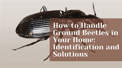 How to Handle Ground Beetles in Your Home: Identification and Solutions ...