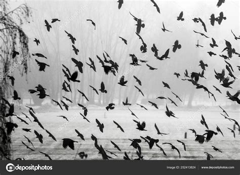 Flock Crows Flying Frozen Field — Stock Photo © JakubD #252413824