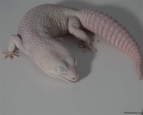 Mack Snow Blizzard Leopard Gecko
