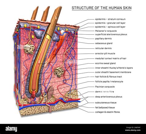 Labeled Model Of The Skin