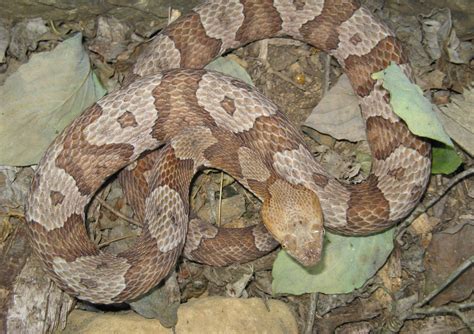 Indiana DNR warns of four venomous snakes