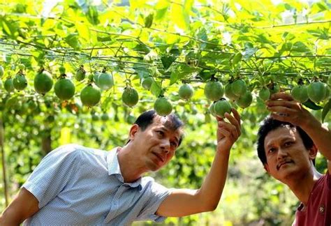 让农民种粮有钱赚，不能仅靠粮价上涨！要加大粮食补贴力度？|大豆|粮食|农民_新浪新闻