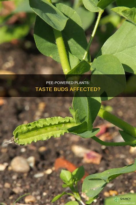 Pee-Powered Plants: Taste Buds Affected? | ShunCy