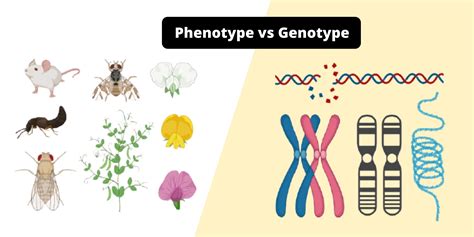Genotype Vs Phenotype Relationship Between Genotype And Phenotype
