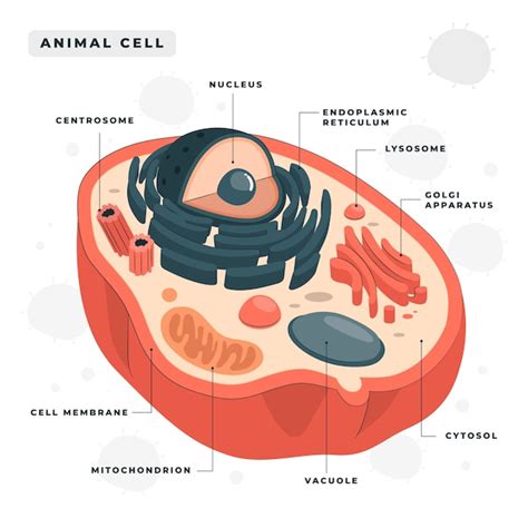 Cell Structure Unlabeled 的图像结果