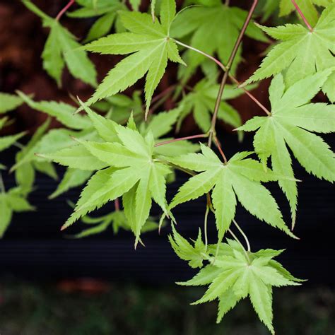 Japanese Maple Tree Leaf Identification
