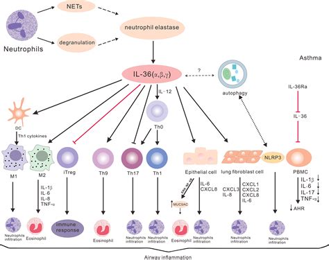 Frontiers | IL-36 Cytokines: Their Roles in Asthma and Potential as a ...