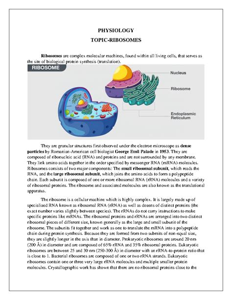 Ribosomes Physiology Overview - First Semester Study Notes - Studocu