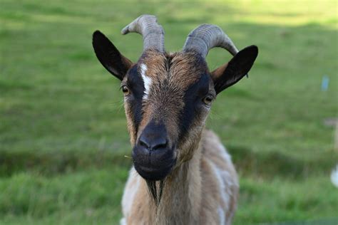 Image result for Goat Cheese Making Process