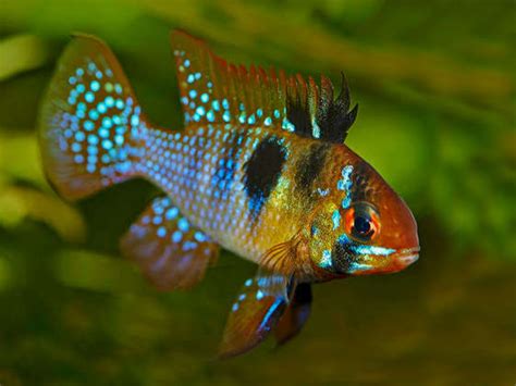 Buy German Blue Ram – Peaceful & Colorful Aquarium Fish