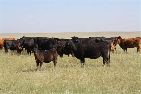 Home - Leachman Cattle - Fort Collins, Colorado