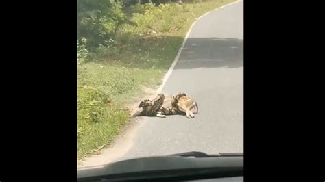 Image result for Python Swallowing a Deer