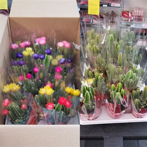 Does Cvs Carry Flowers at Kiara Vaux blog