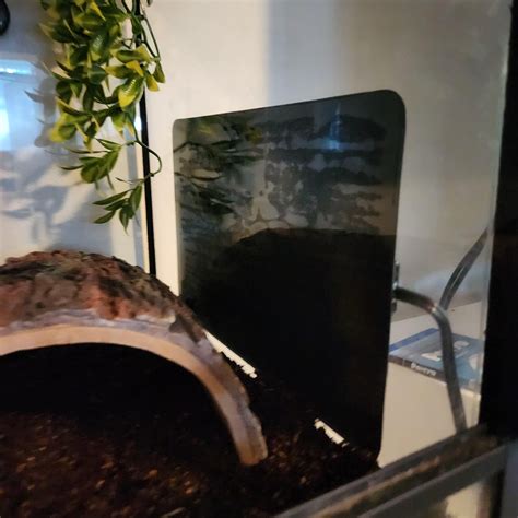 Image result for Ball Python Set Up